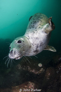 Inquisitive seal by John Parker 